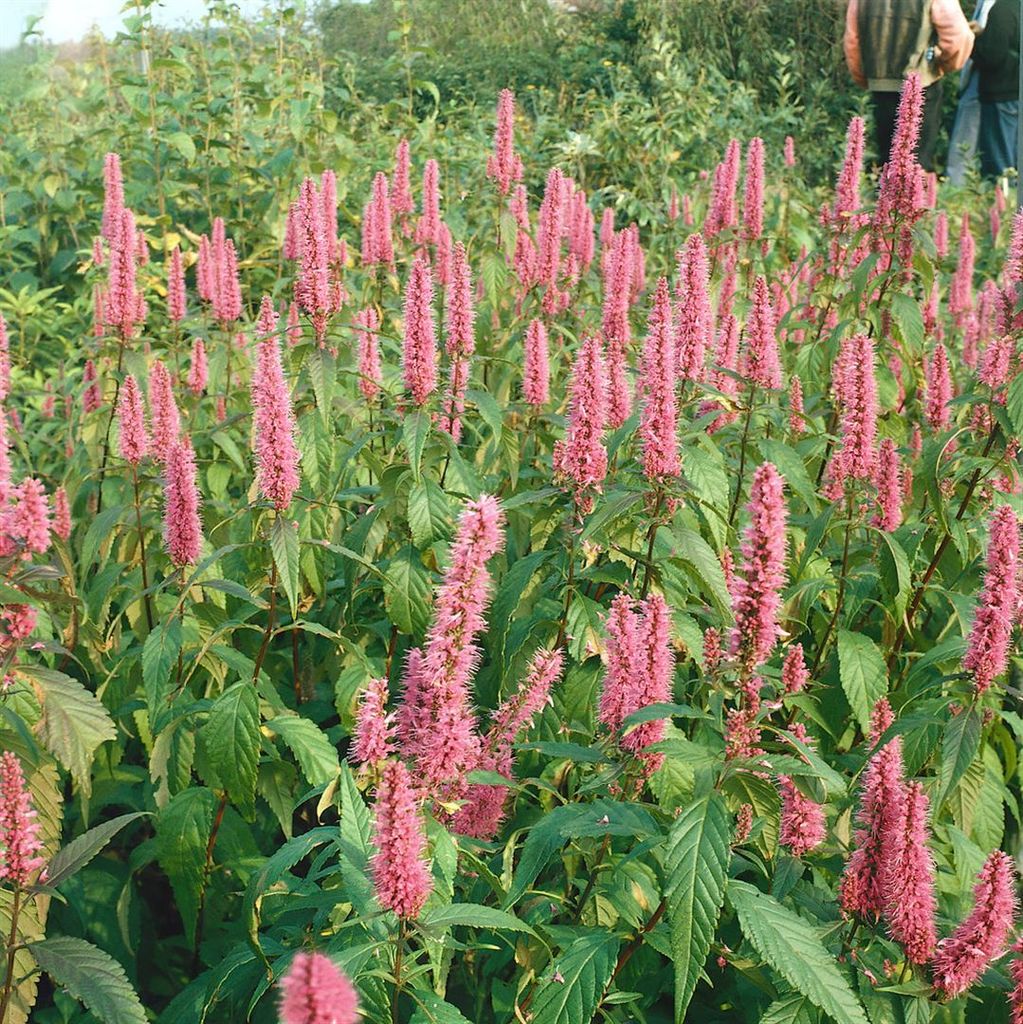 Elsholtzia stauntonii, Duftnessel, violett, 60–80 cm
