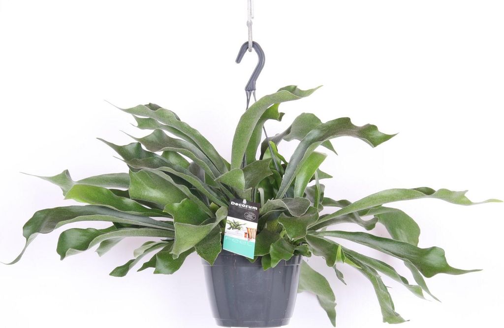 Geweihfarn Ampel 50 cm Platycerium Bifurcatum - Produktbild 