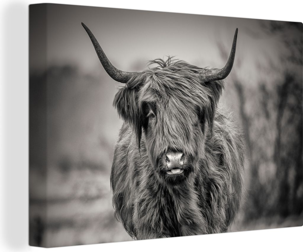 OneMillionCanvasses - Leinwandbilder - 150x100 cm, Schottisches Hochlandrind - Schwarz und Weiß, Wandbilder Wohnzimmer Hochland Rind - Tier Wand...