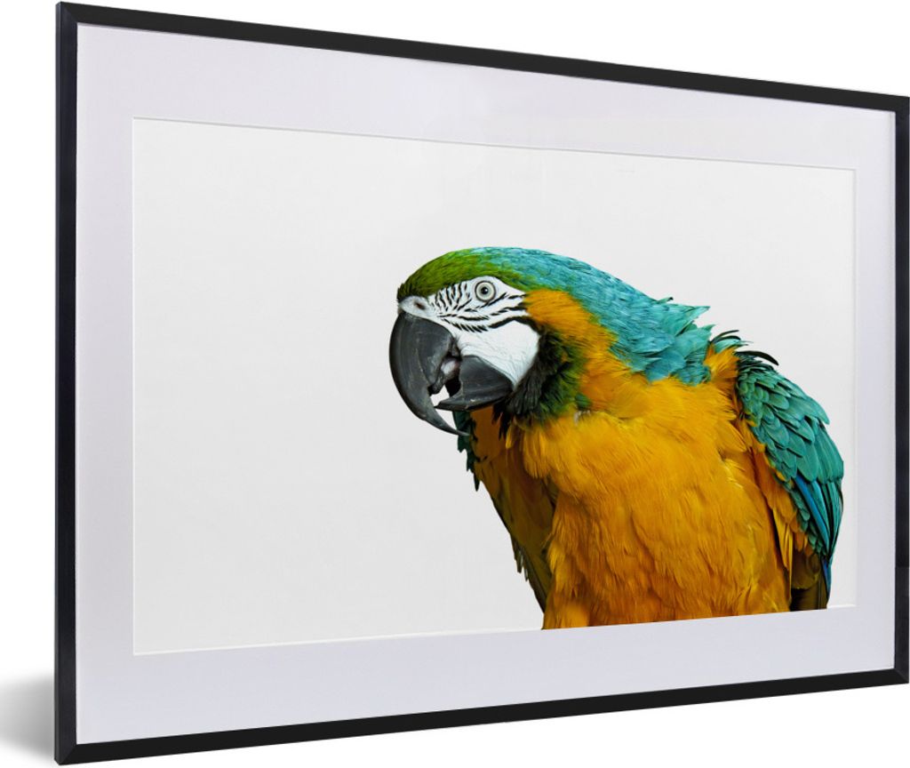 MuchoWow Gerahmtes Poster Papagei - Vogel - Federn - Porträt 60x40 cm - Poster mit Schwarzem Bilderrahmen Wandposter Rahmen Foto Bilder - Schlaf...