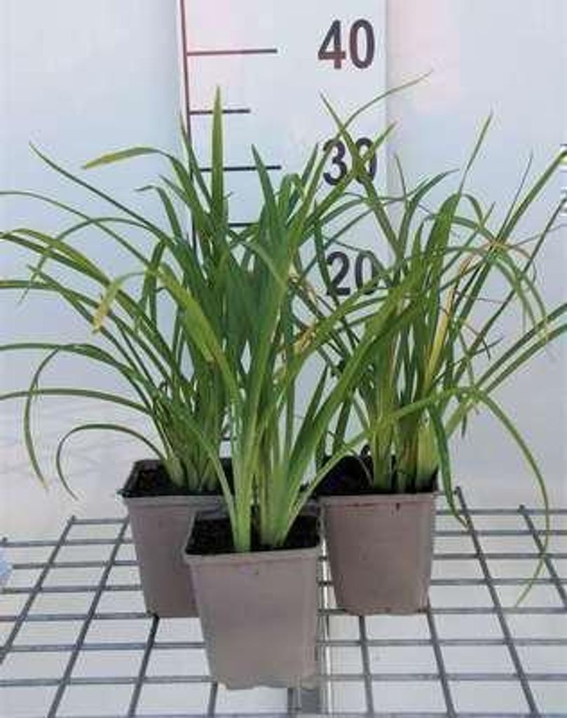 6 x Hemerocallis hybr. 'Crimson Pirate' - taglilie - Topf 9 x 9 cm