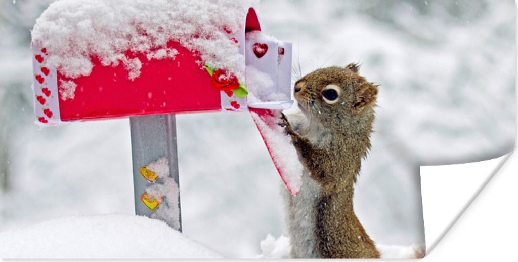 MuchoWow Poster Eichhörnchen - Briefkasten - Schnee - Winter 150x75 cm - ohne Rahmen