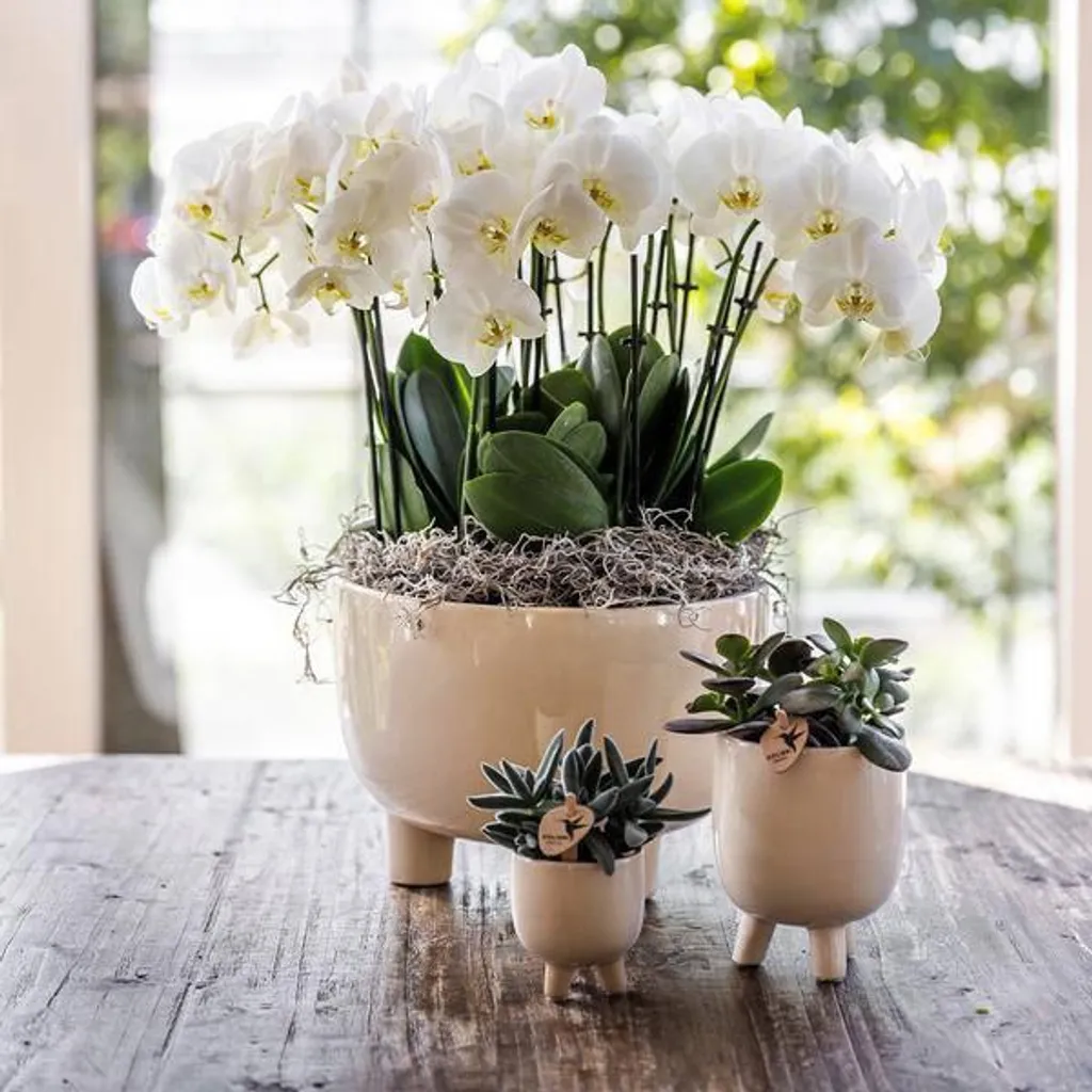 Pot de plantation en céramique Travertin 9cm pour plantes succulentes