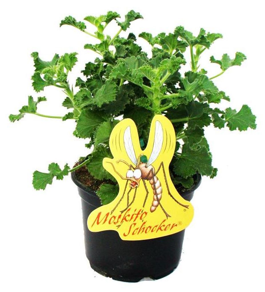 Moskito-Schocker - Duftgeranie - Pelargonium crispum - Produktbild 