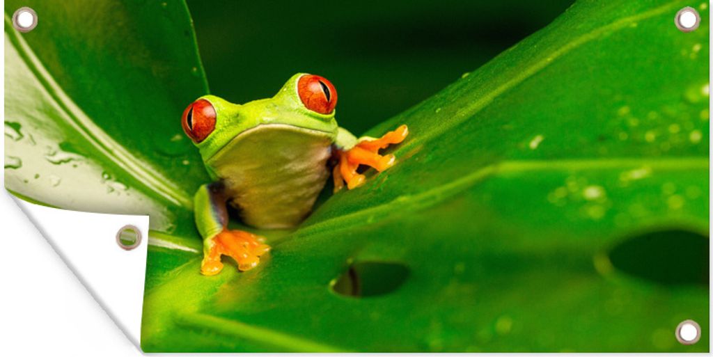 MuchoWow 60x30 cm Outdoor-Poster Gartendeko Sichtschutz Garten Poster für den Garten Frosch - Blätter
