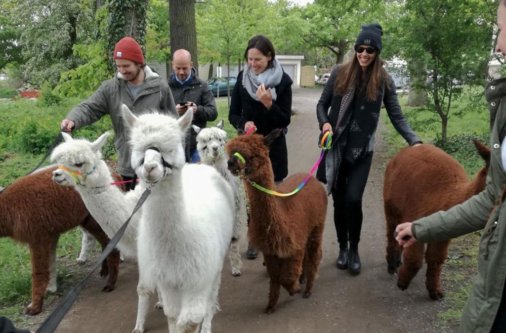 mydays Alpaka Wanderung für 2 Raum Leipzig; Erlebnis verschenken oder selbst erleben; Gutschein für 2 Person(en)