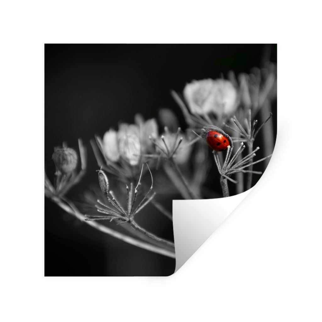 MuchoWow Wandtattoo Wandsticker Wandaufkleber Schwarz-Weiß-Foto eines roten Marienkäfers auf einer Pflanze 100x100 cm Selbstklebend und Reposit...