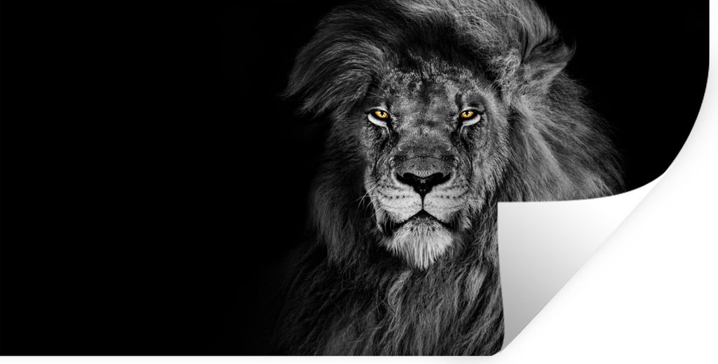MuchoWow Wandtattoo Wandsticker Wandaufkleber Löwe - Augen - Orange - Schwarz und weiß - Tiere - Porträt 40x20 cm Selbstklebend und Reposition...