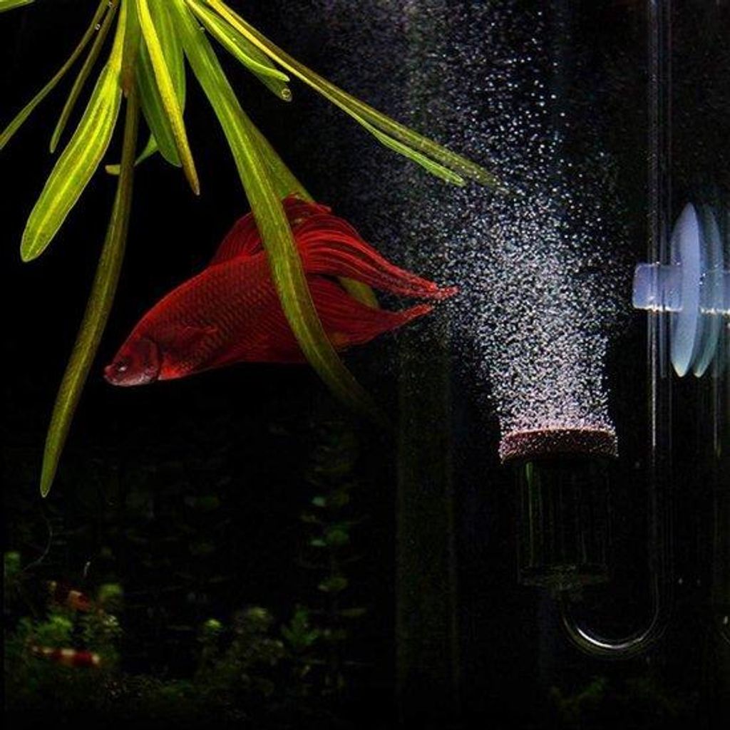 Aquarium CO2-Verdünner - Spiraalglas-Verdünner für Aquarien - Aquarium-Planter-Set (M)