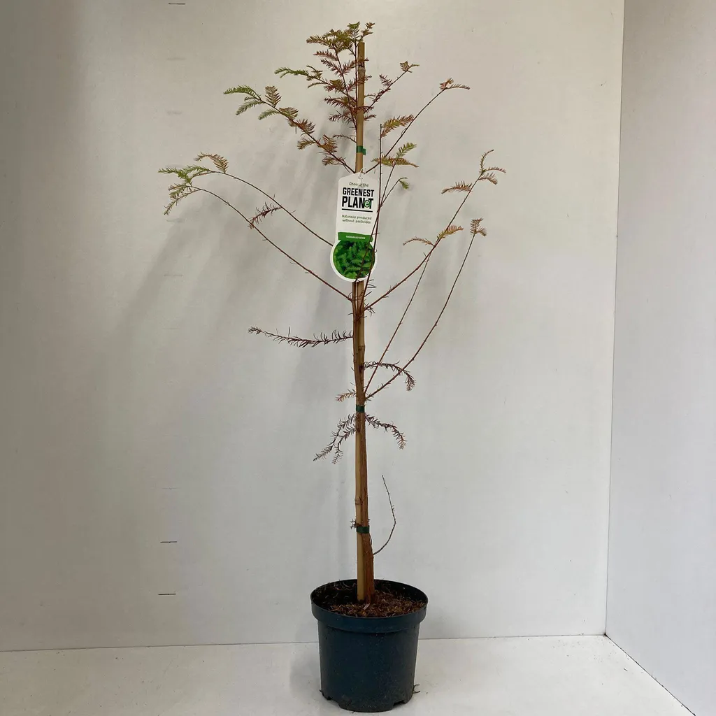 Arbre Cyprès chauve Taxodium distichum 80-100 cm idéal pour milieux aquatiques