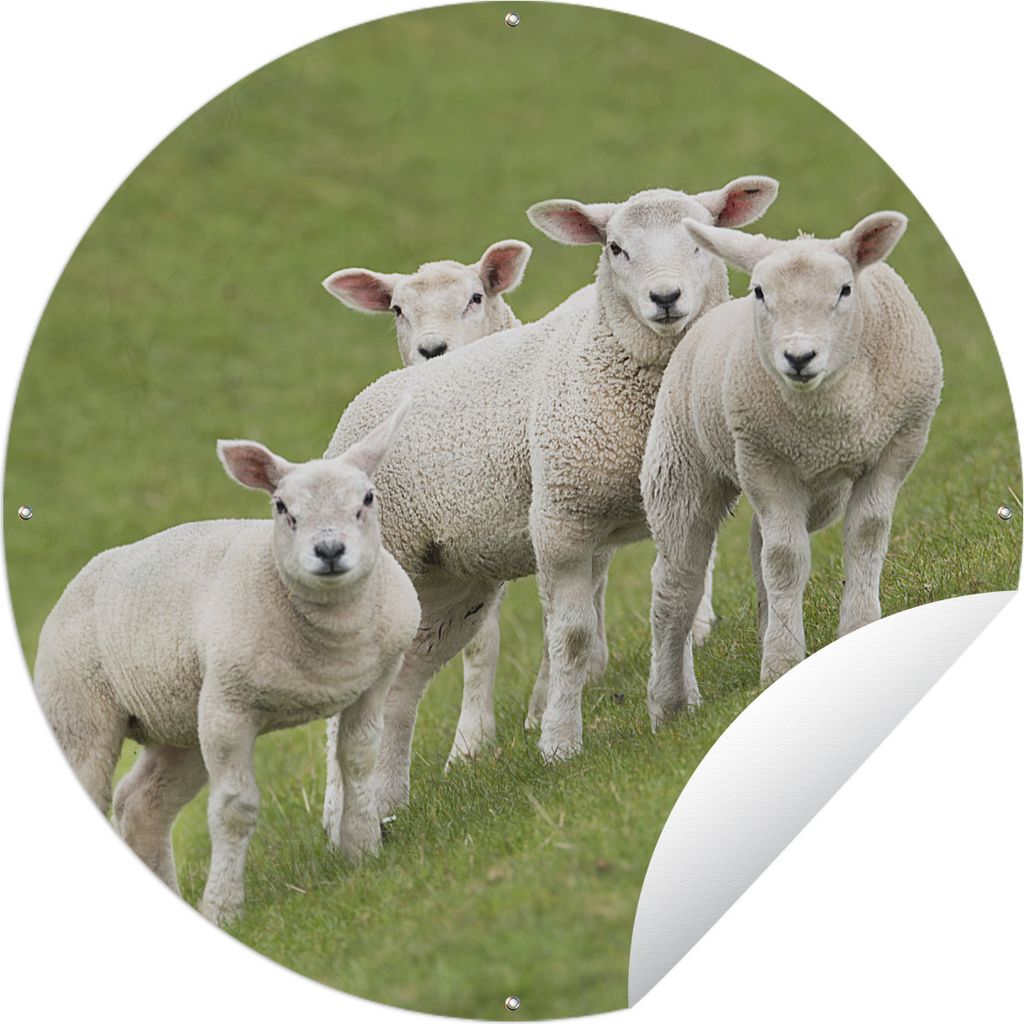 MuchoWow Gartenposter Outdoor-Poster Rund Eine Gruppe von Lämmern steht auf einem grünen Hang Ø 90 cm Gartendeko Rundes Poster draußen