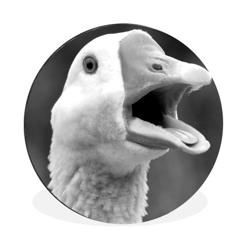 MuchoWow Aluminium Wandkreis Nahaufnahme einer krächzenden Gans - schwarz und weiß Ø 30 cm Wanddeko Modern Wohnzimmer - Wand Bild - Wohnzimmer...