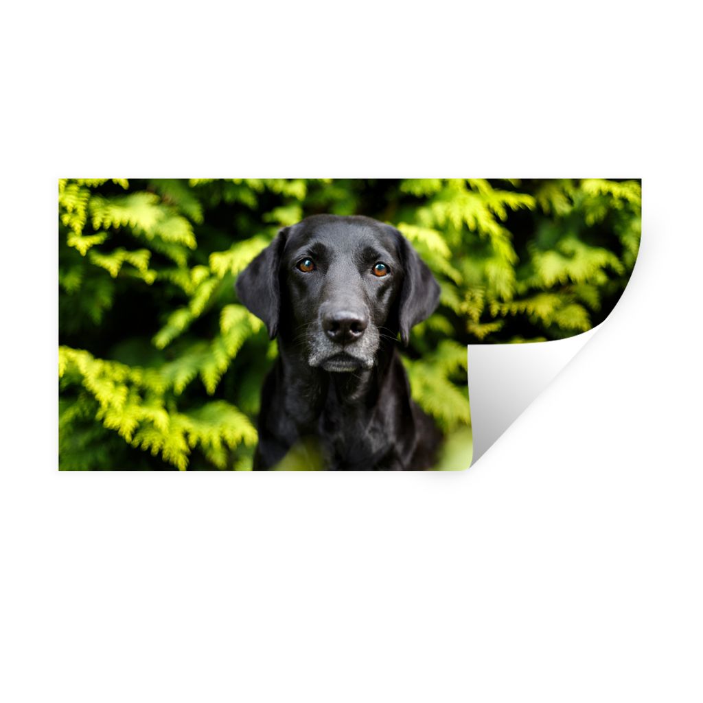 MuchoWow Wandtattoo Wandsticker Wandaufkleber Ein schwarzer Labrador Retriever inmitten der grünen Blätter 80x40 cm Selbstklebend und Repositio...