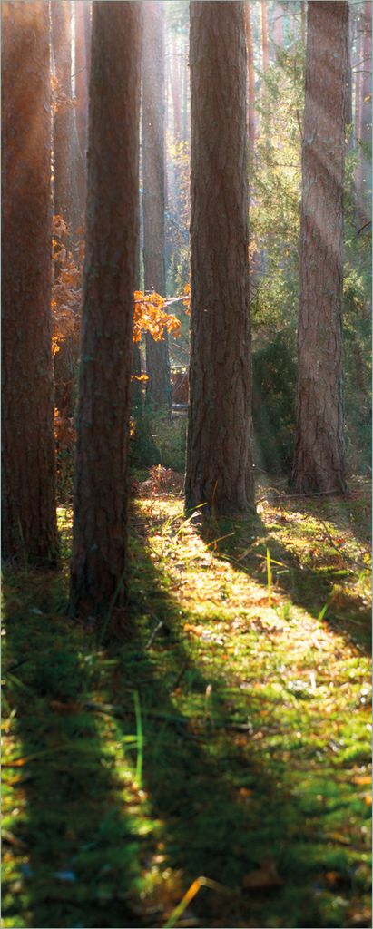 Wallario selbstklebendes Poster - Sonnenstrahlen im Herbstwald, Größe: 80 x 200 cm