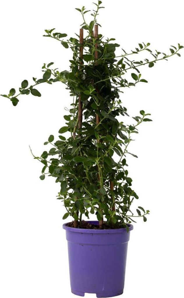 Lilas de Californie - Ceanothus thyrsiflorus Repens - Image du produit 