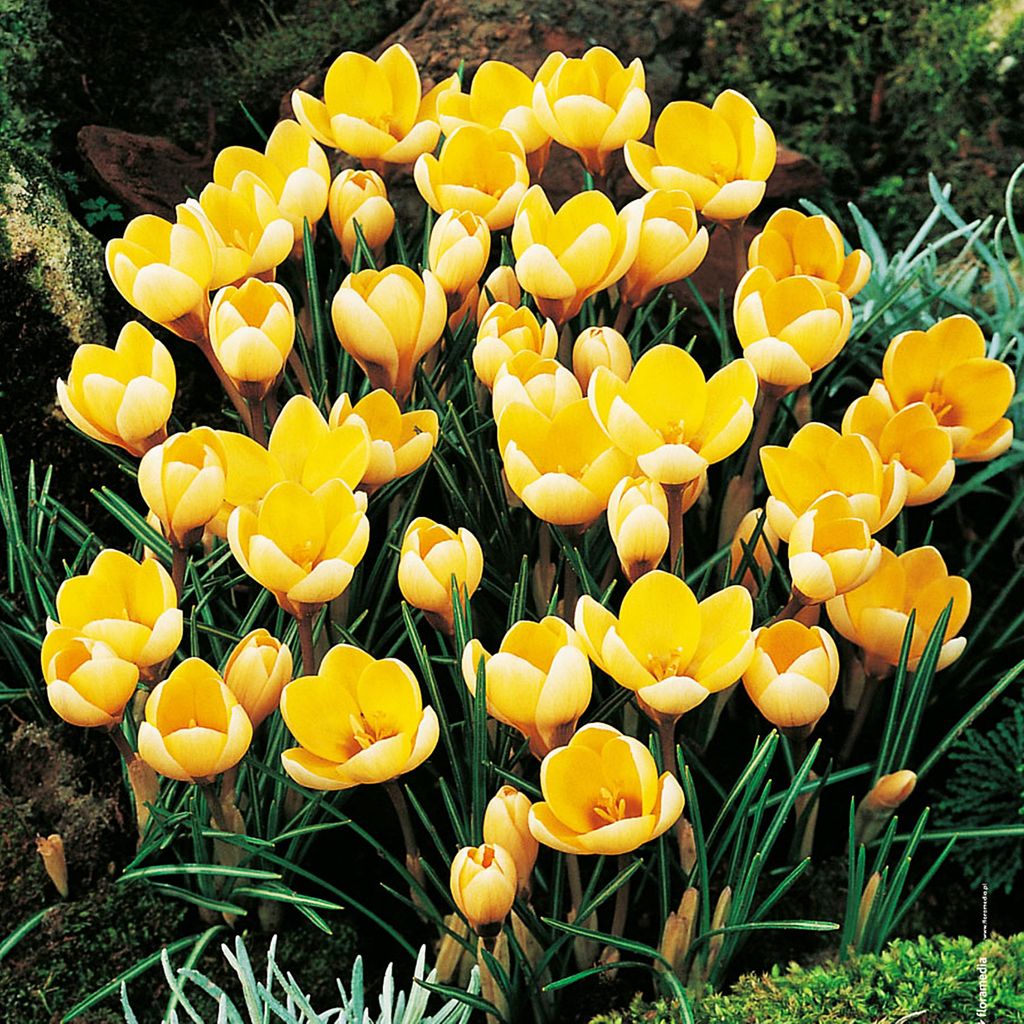 Blumenzwiebeln Blumen Zwiebeln Crocus Frühlingskrokus Produktbild 
