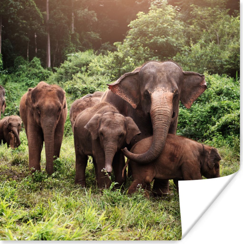 MuchoWow Poster Elefanten aus dem Wald 75x75 cm - Wand Dekoration