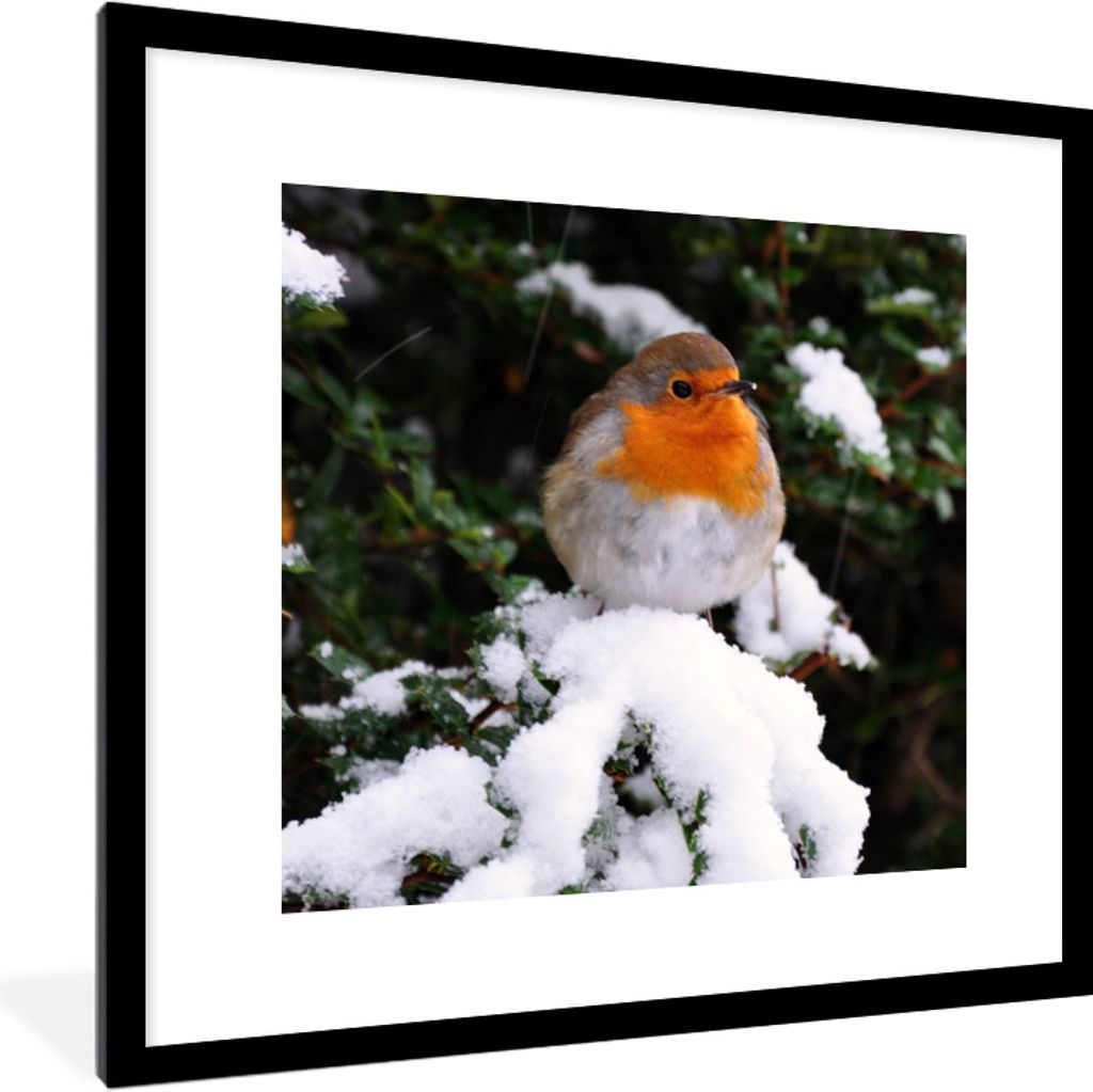 MuchoWow Gerahmtes Poster Rotkehlchen - Baum - Schnee 40x40 cm - Poster mit Schwarzem Bilderrahmen Wandposter Rahmen Foto Bilder - Poster - Plaka...