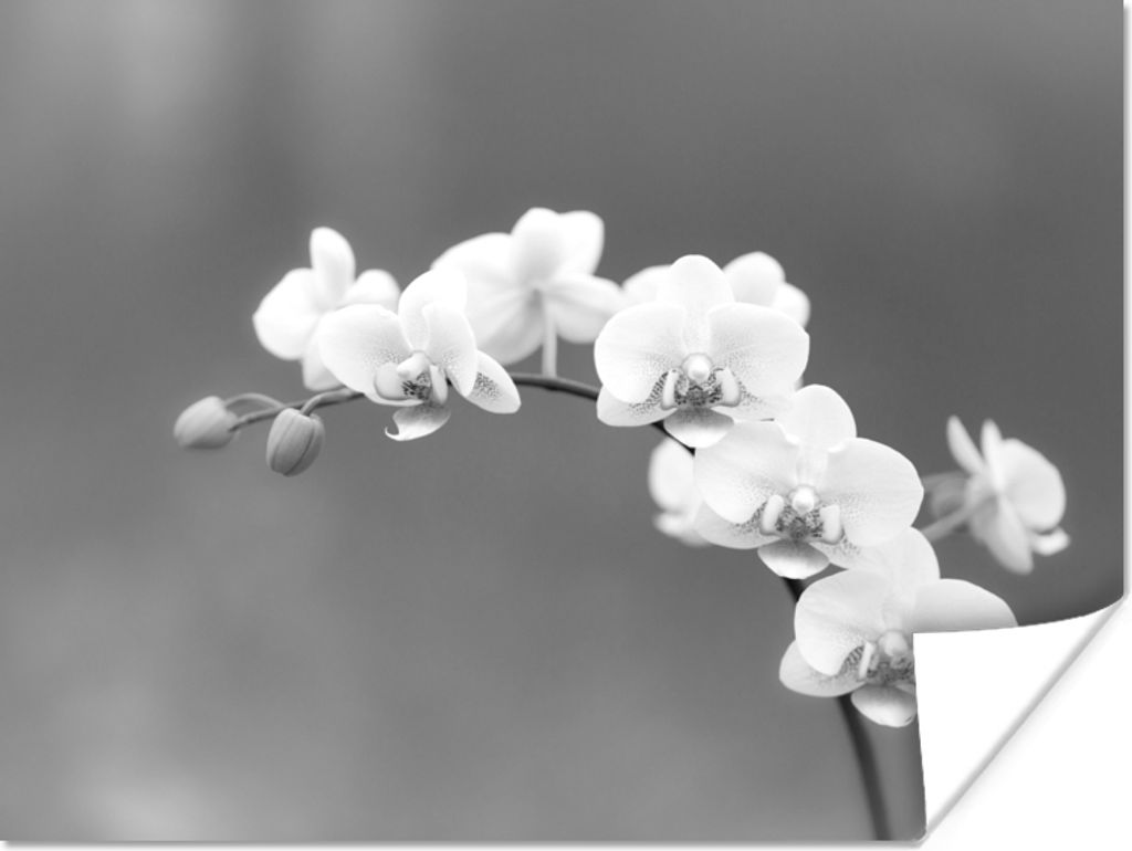 MuchoWow Poster Orchidee - Blumen - Pflanze - Weiß - Lila 160x120 cm