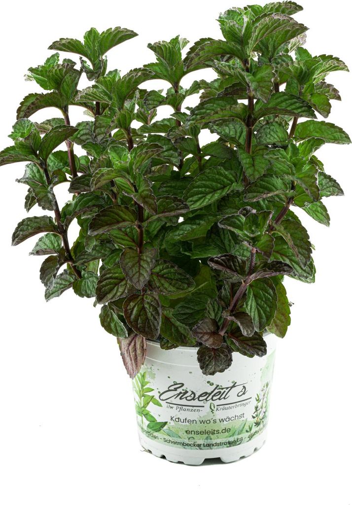 Enseleits Grapefruit-Minze, Minze Pflanze, Winterhart Produktbild 