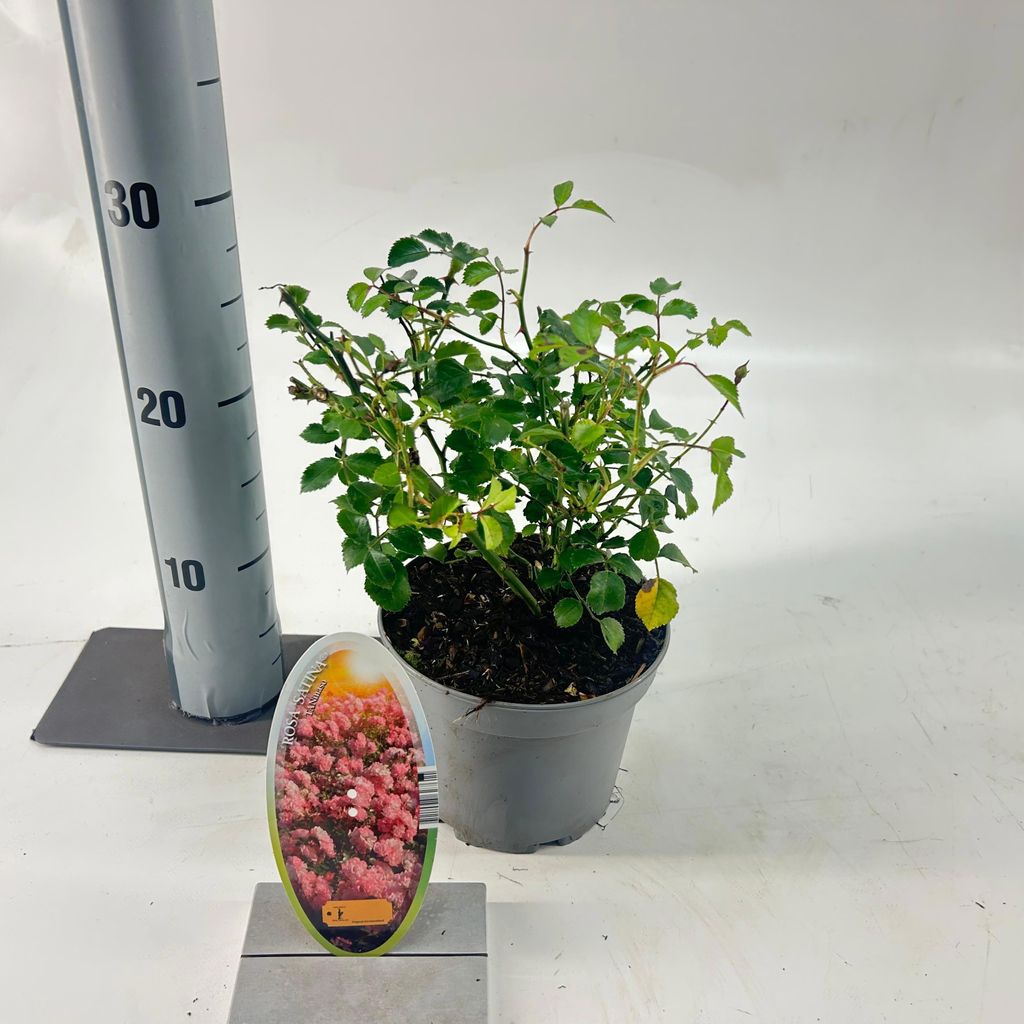 Rosa 'Satina' - Rose | 15-20 cm im topf