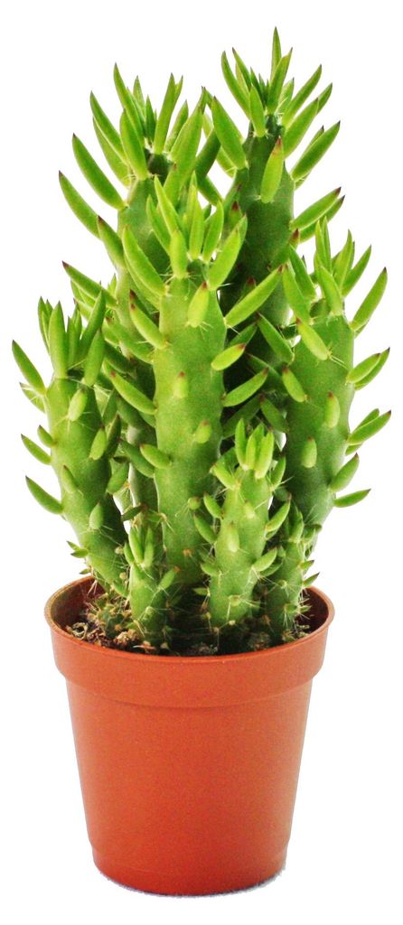 Austrocylindropuntia subulata – nenáročný opunciový keř – v Obrázek produktu 