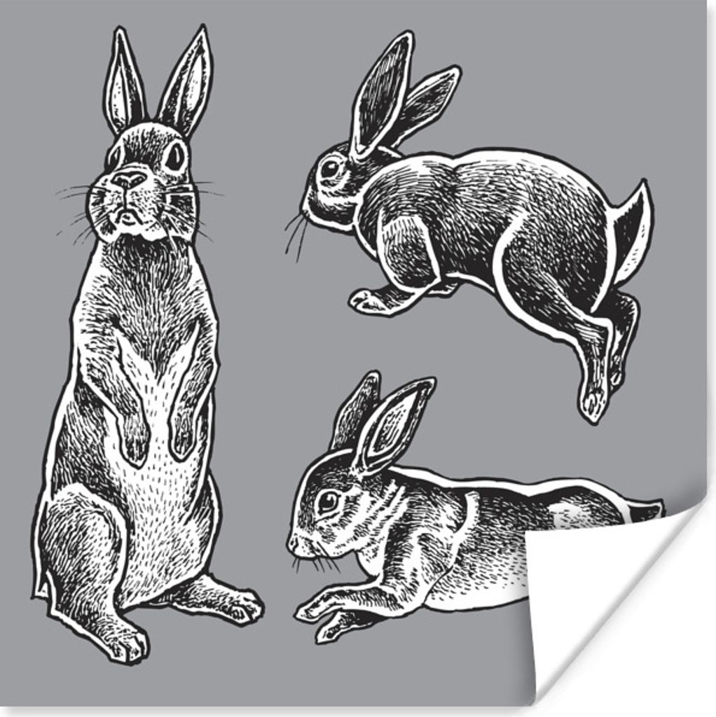 Poster - Drei Kaninchen in verschiedenen Positionen - 75x75 cm