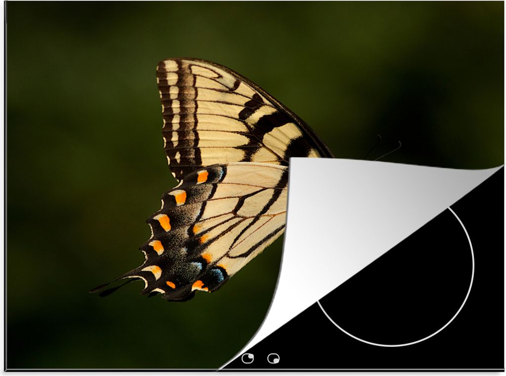 KitchenYeah Herdabdeckplatte Papilio glaucus Schmetterling auf einem lila Schmetterlingsstrauch , 59x51cm, Küche Deko, Glaskeramikfeld Herdabdec...