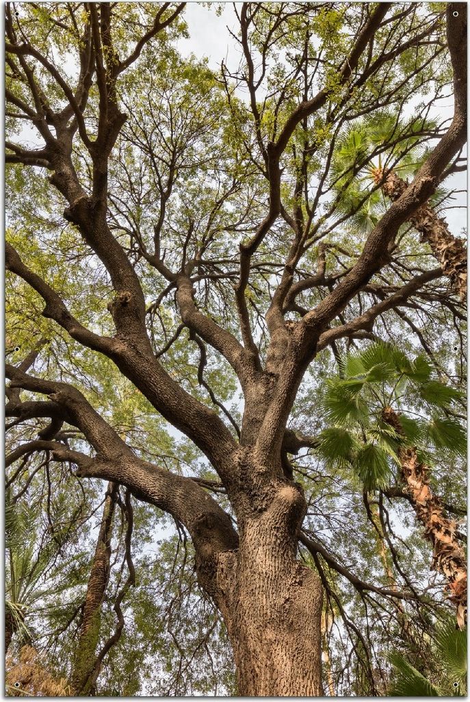 Wallario Outdoor-Poster für Garten oder Balkon, Motiv Weit verzweigter Baum mit Palmen - Ansicht aus der Froschperspektive, in ca. 61 x 91,50 cm
