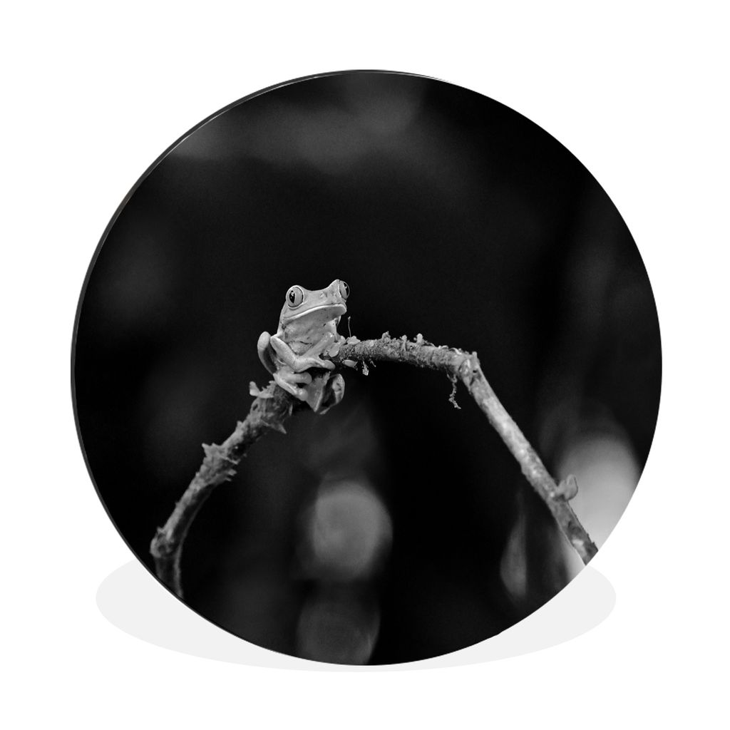 MuchoWow Aluminium Wandkreis Rotaugen-Quecksilberfrosch auf Ast - schwarz und weiß Ø 30 cm Wanddeko Modern Wohnzimmer - Wand Bild - Wohnzimmer ...