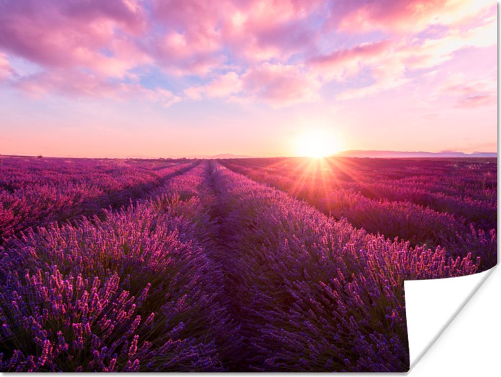 MuchoWow Poster Lavendel - Blumen - Frankreich 80x60 cm - Kunst für zu Hause
