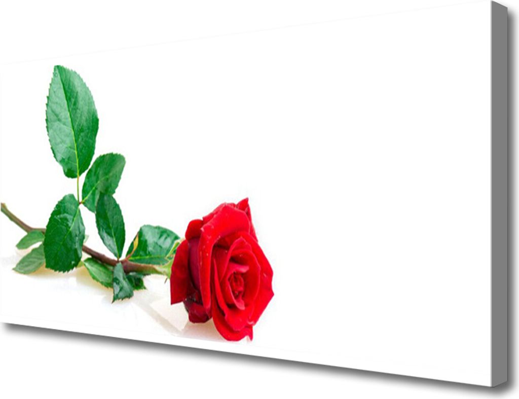 Tulup Leinwand-Bilder 100x50 Wandbild Canvas Kunstdruck Rose Pflanzen