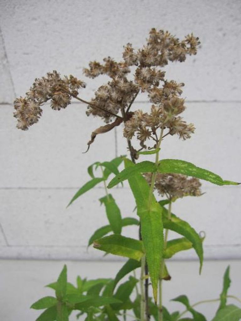 Wasserhanf - Eupatorium perfoliatum - Heilkräftiger Wasserdost