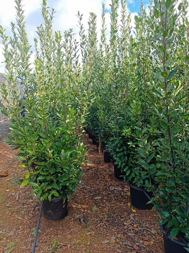 XXXL Echter Gewürzlorbeer (Laurus nobilis) – 250 cm – Riesen-Lorbeerbaum für Garten & Kübel – Winterhart & Immergrün