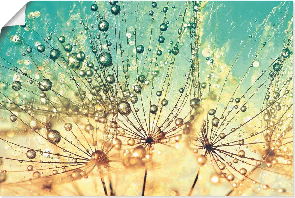 ARTland Poster Pusteblume Tropfenmagie Größe: 30x20 cm