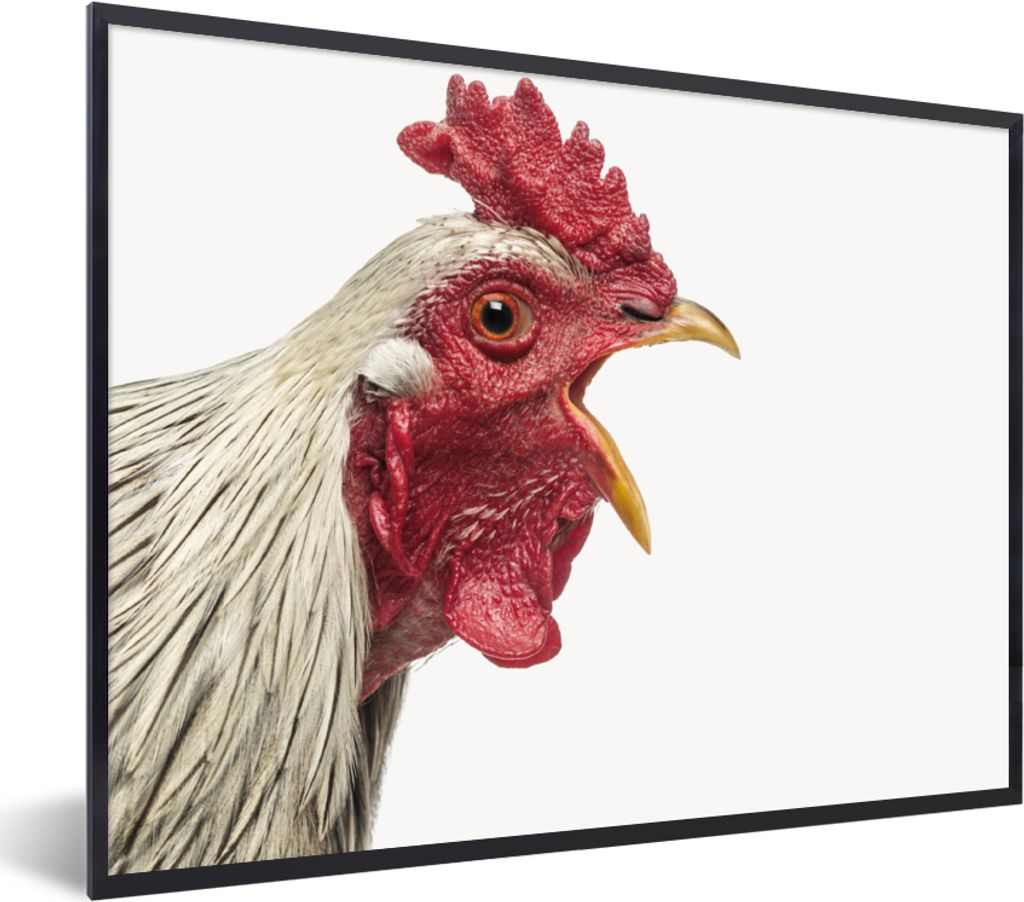 MuchoWow Gerahmtes Poster Hahn - Tiere - Bauernhoftiere - Jungen - Kinder - Mädchen 40x30 cm - Poster mit Schwarzem Bilderrahmen Wandposter Rahm...