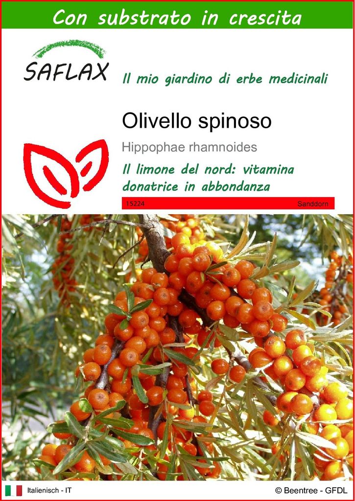 SAFLAX  - Olivello spinoso - 40 semi - Con substrato - Immagine del prodotto 
