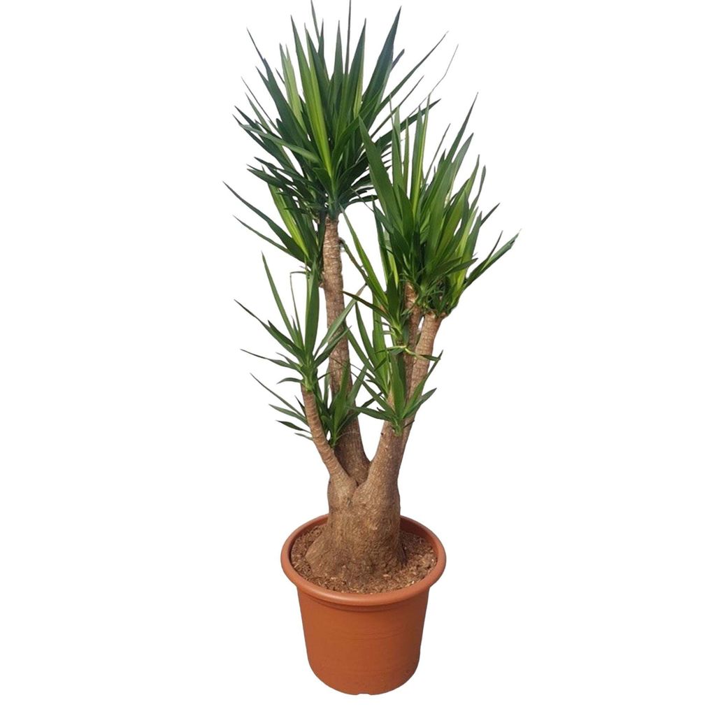 Riesen-Palmlilie – Yucca Elephantipes verzweigt – Zimmerpflanze 190cm – Ø55cm – Tropische Grünpflanze für Wohnzimmer, Büro & Wintergart...