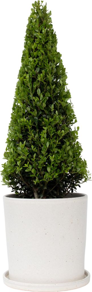 Cezmína vrúbkovaná - Ilex crenata 'Jenny' - Výška 55-65cm - Obrázok produktu 7