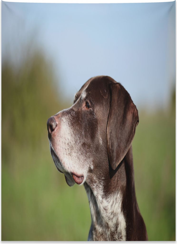 Abakuhaus Jagd Wandteppich, Deutscher Zeiger aus Weiches Mikrofaser Stoff Kein Verblassen Klare Farben Waschbar, 110 x 150 cm, Mehrfarbig