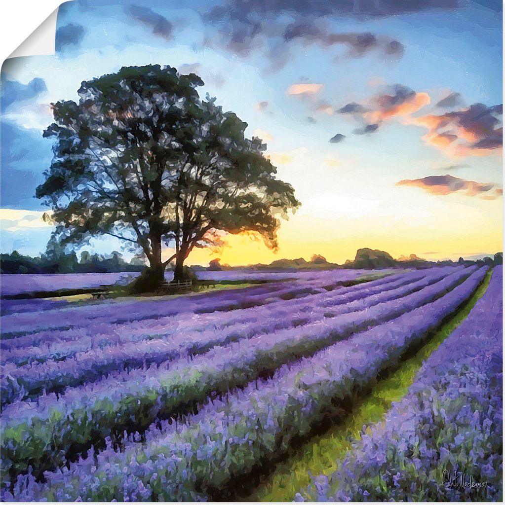 ARTland Poster Lavendelfeld II Größe: 50x50 cm