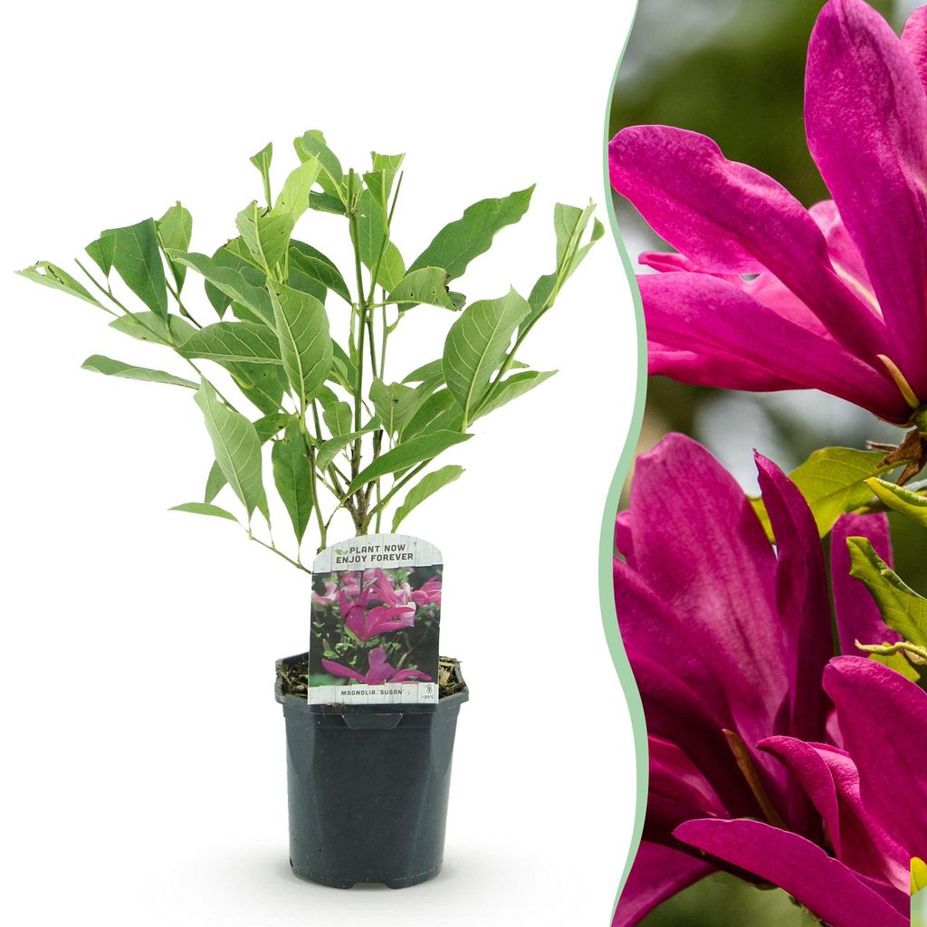 Green boutiQ - Heesters -  Magnolia Susan  - Bloemen Donker Image du produit 