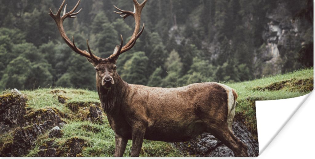 MuchoWow Poster Hirsch - Baum - Berg 160x80 cm - Foto Poster