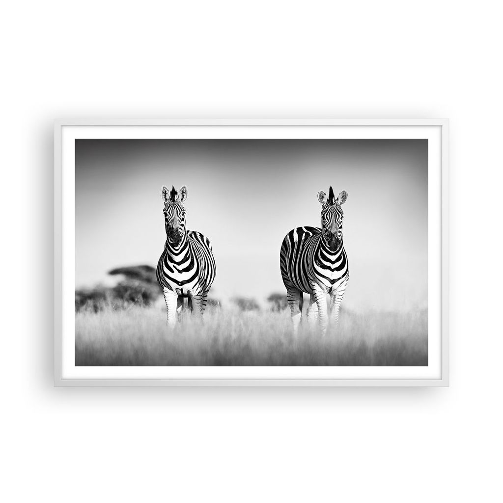 Gerahmtes Poster - Weißer Rahmen - Zebras Fotografie Schwarzweiß - 91,5x61 cm - Wand Bild - Wanddeko - Wandbilder - Kunstposter - Wandposter - Bi...