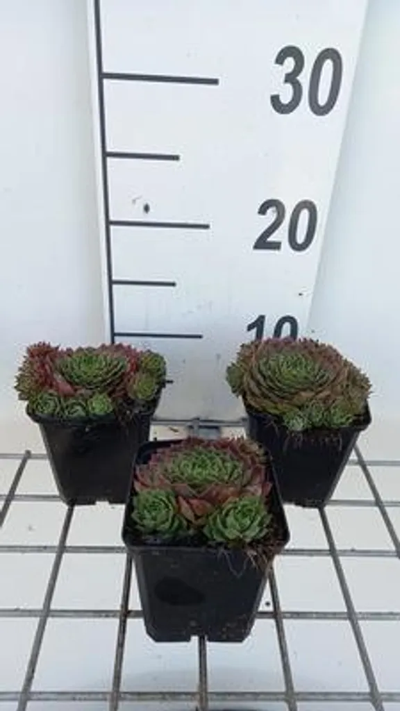 Plante de Rocaille Sempervivum Commander Hay - 6 Succulentes Extérieures