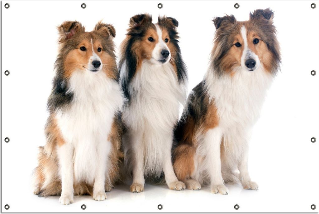 Wallario Outdoor-Poster für Garten oder Balkon, Motiv Süße Shetland Hunde vor weißem Hintergrund, in ca. 120 x 180 cm
