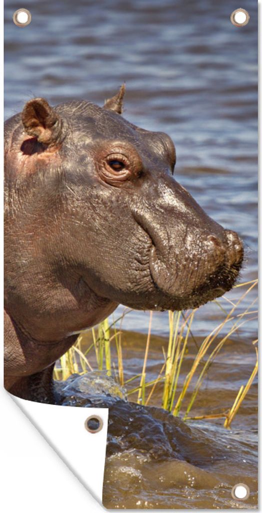 MuchoWow 30x60 cm Outdoor-Poster Gartendeko Sichtschutz Garten Poster für den Garten Nilpferd - Wasser - Kalb
