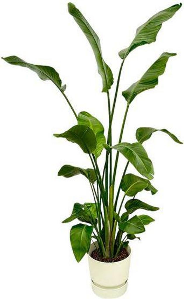 Strelitzia Nicolai Baum-Strelitzie 180cm XL Zimmerpflanze im weißen Topf Ø30cm