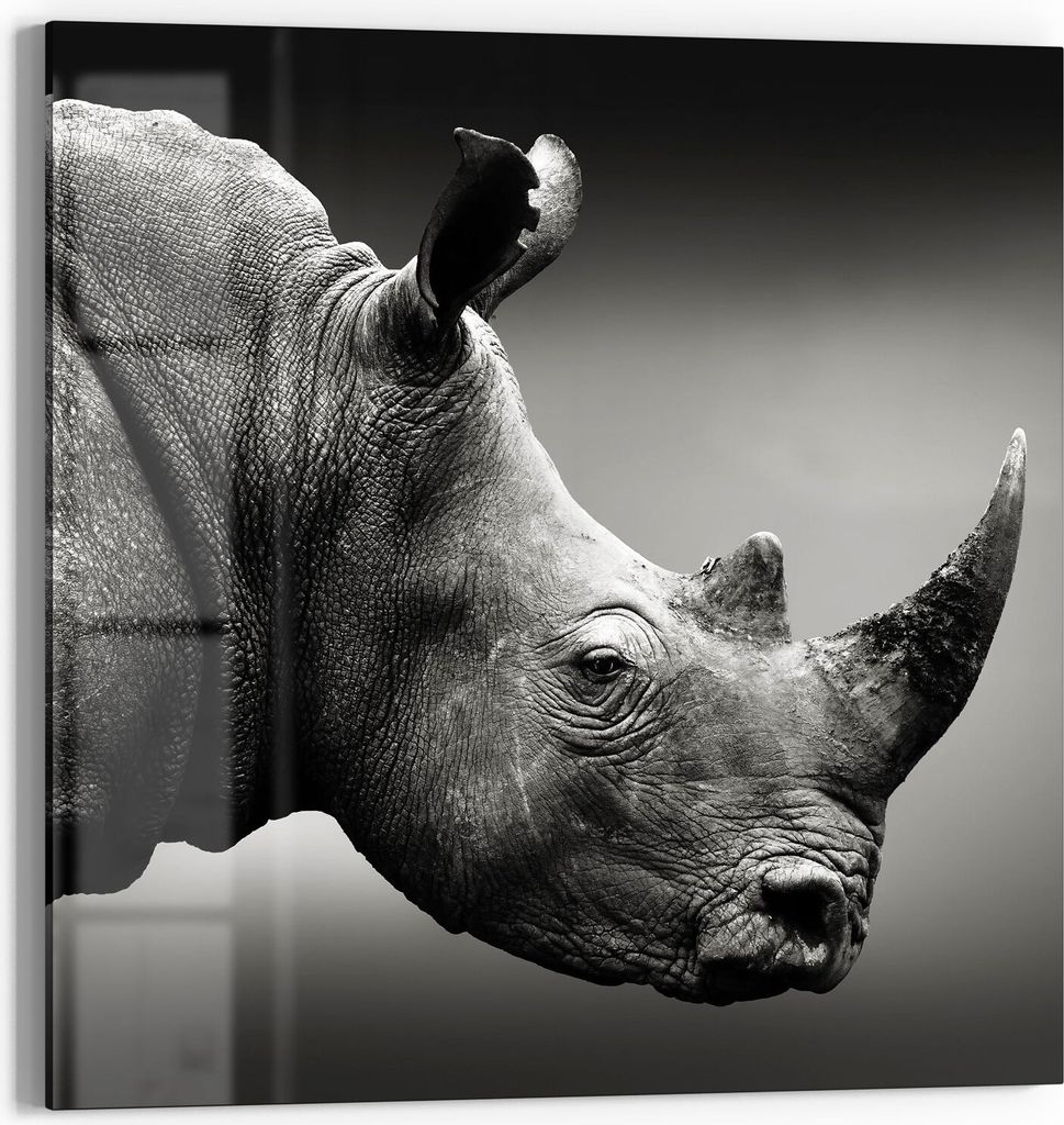 DEQORI Glasbild Acryl 50x50 cm 'Nashorn im Profil' Wandbild Bild modern Deko