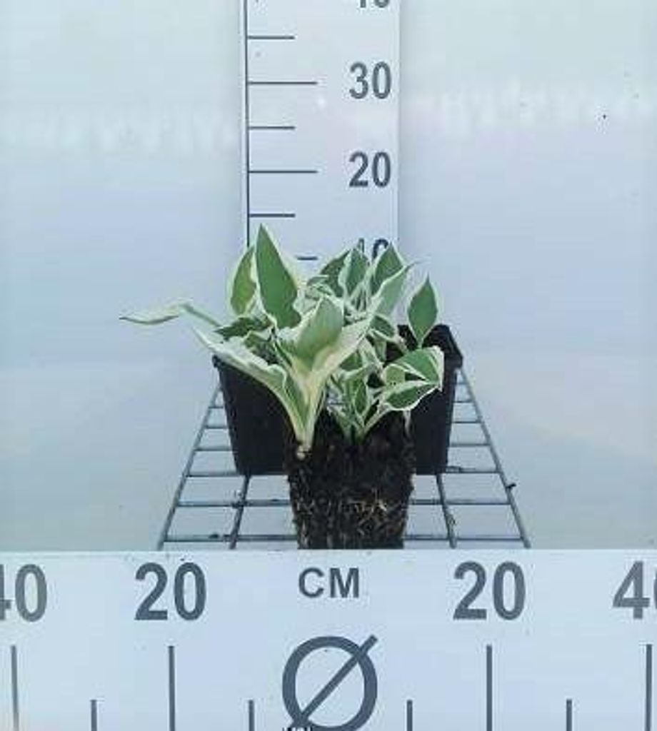 6 x Hosta hybr. 'Patriot' - Hosta - Topf 9 x 9 cm